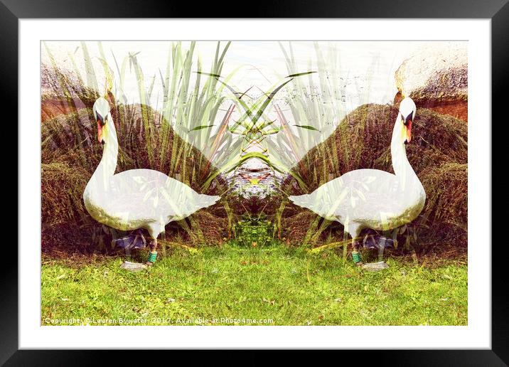 Reflections of a Swan Framed Mounted Print by Lauren Bywater