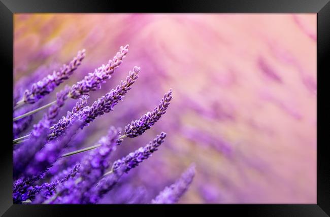 Lavender! Framed Print by Inguna Plume