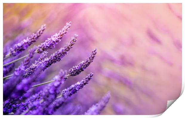 Lavender! Print by Inguna Plume