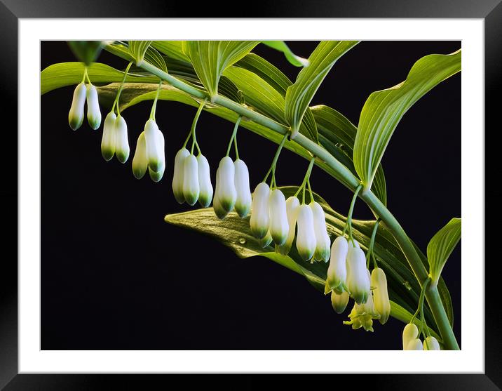 Lily of the Valley Framed Mounted Print by Tony Bates
