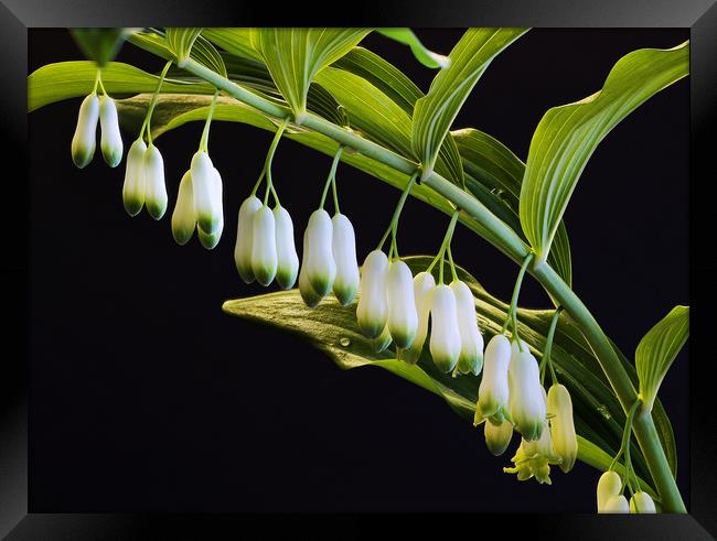 Lily of the Valley Framed Print by Tony Bates