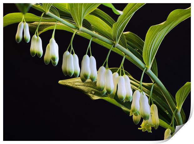 Lily of the Valley Print by Tony Bates