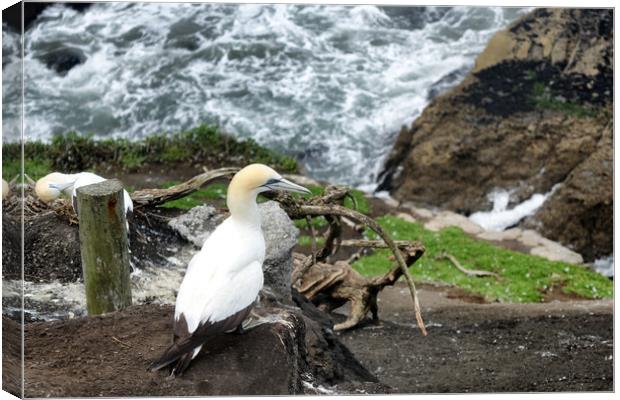 Adult gannet sitting on cliff of Pacific Ocean  Canvas Print by Thomas Baker
