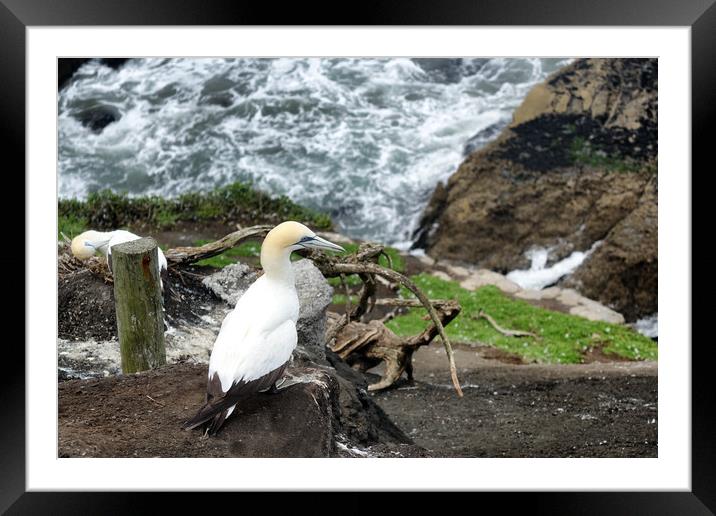 Adult gannet sitting on cliff of Pacific Ocean  Framed Mounted Print by Thomas Baker