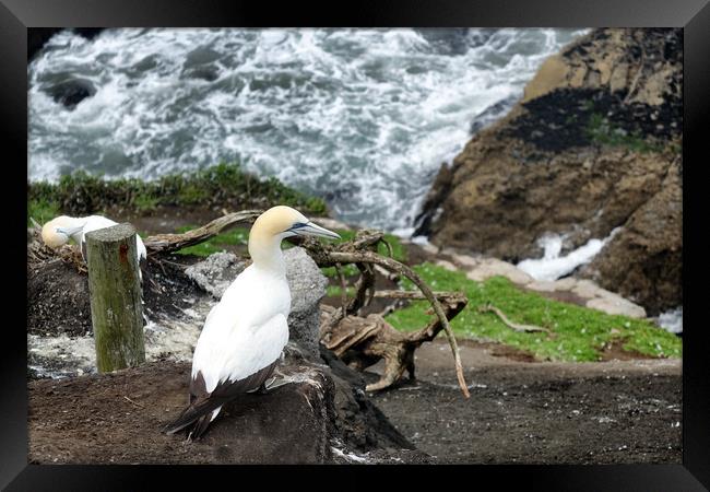 Adult gannet sitting on cliff of Pacific Ocean  Framed Print by Thomas Baker