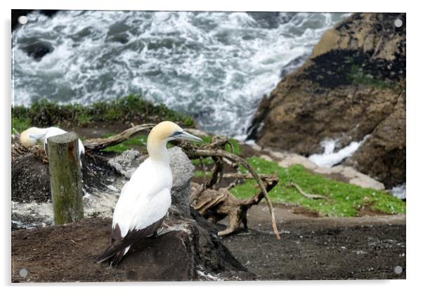 Adult gannet sitting on cliff of Pacific Ocean  Acrylic by Thomas Baker