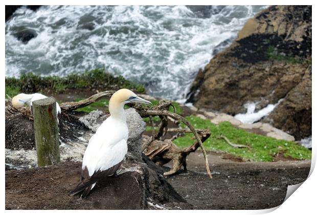 Adult gannet sitting on cliff of Pacific Ocean  Print by Thomas Baker