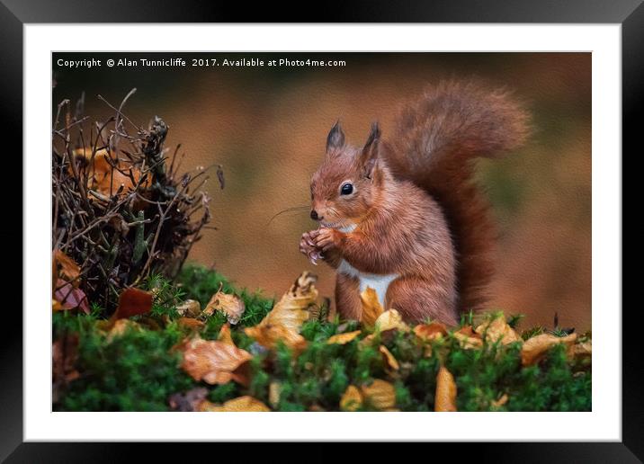 Red squirrel Framed Mounted Print by Alan Tunnicliffe
