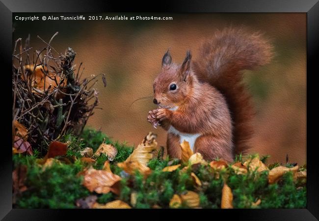 Red squirrel Framed Print by Alan Tunnicliffe
