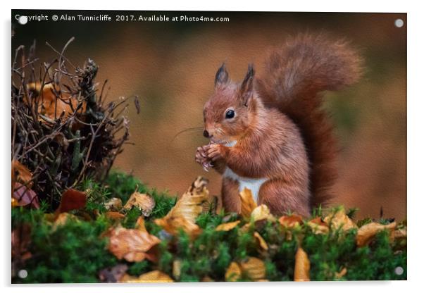 Red squirrel Acrylic by Alan Tunnicliffe