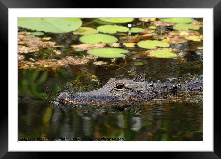I Am What I Am - An Aligator Portrait  Framed Mounted Print by Christiane Schulze