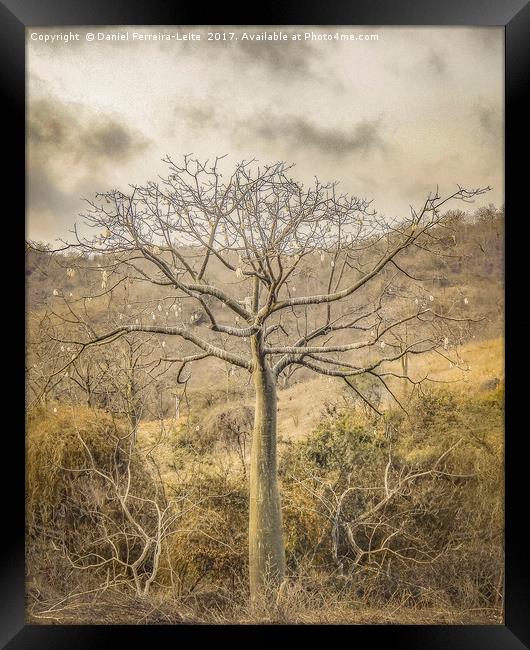 Ceiba Tree at Forest Guayas Ecuador Framed Print by Daniel Ferreira-Leite