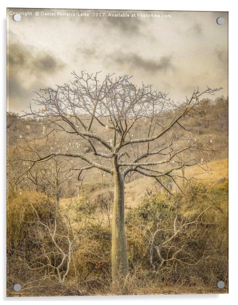 Ceiba Tree at Forest Guayas Ecuador Acrylic by Daniel Ferreira-Leite