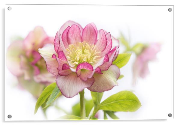 Spring Hellebore Acrylic by Jacky Parker