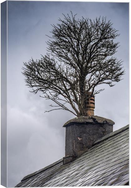 Tree in Chimney Canvas Print by Andrew chittock