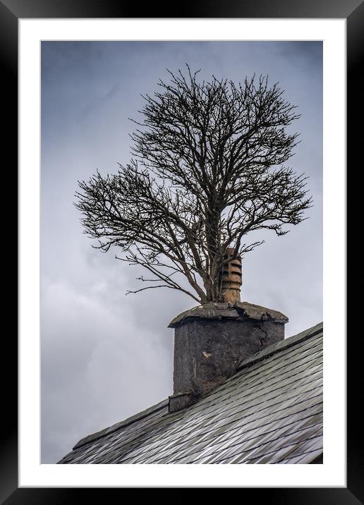 Tree in Chimney Framed Mounted Print by Andrew chittock