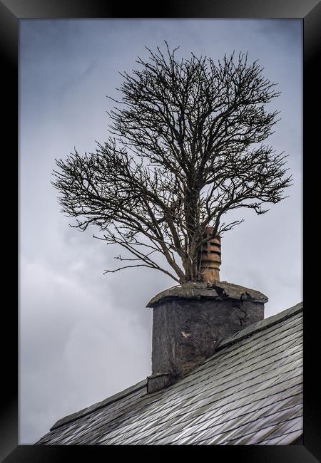 Tree in Chimney Framed Print by Andrew chittock