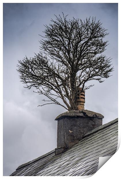 Tree in Chimney Print by Andrew chittock