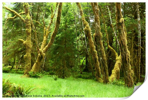 Lush Rain Forest  Print by Christiane Schulze