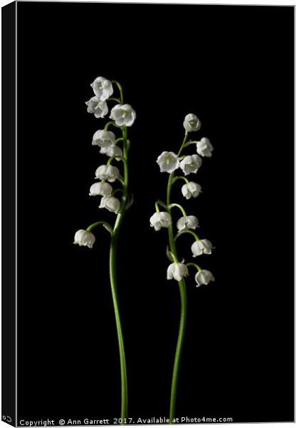 Lily of the Valley on Black Canvas Print by Ann Garrett