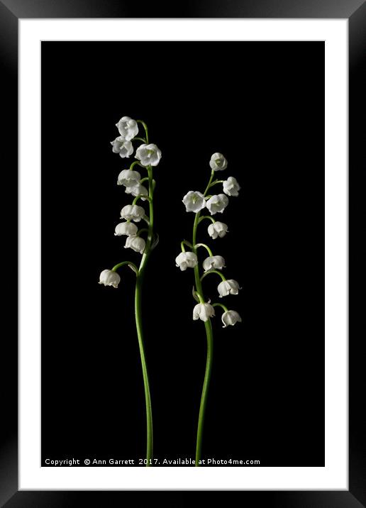 Lily of the Valley on Black Framed Mounted Print by Ann Garrett