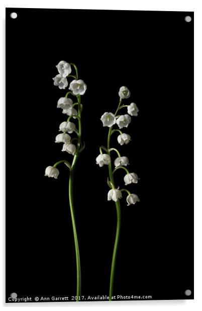 Lily of the Valley on Black Acrylic by Ann Garrett