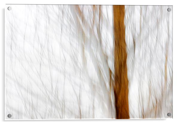 Winter Woodland Acrylic by Jackie Davies