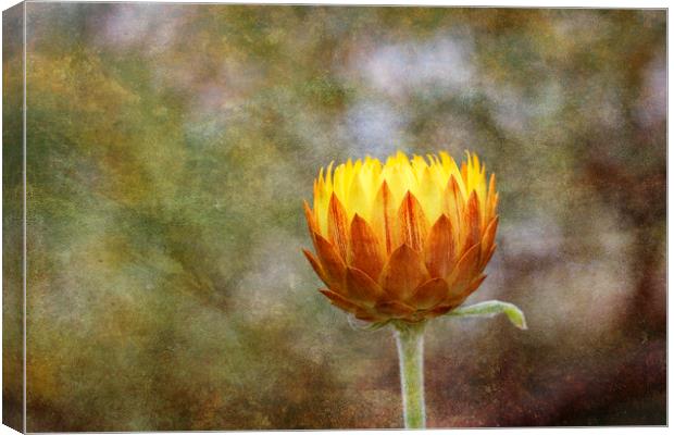 Orange Flower Canvas Print by Jackie Davies