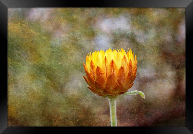 Orange Flower Framed Print by Jackie Davies