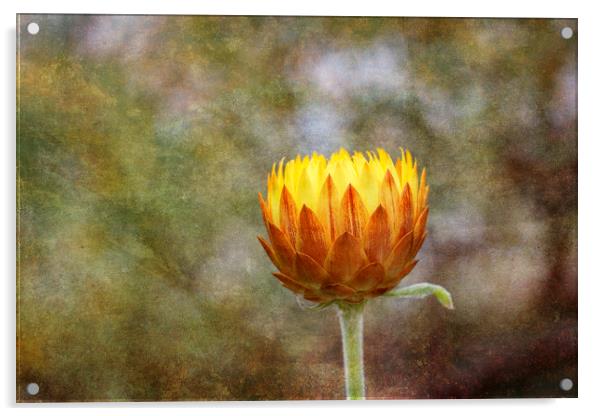 Orange Flower Acrylic by Jackie Davies
