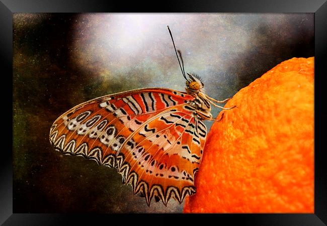 Malay Lacewing Butterfly Framed Print by Jackie Davies