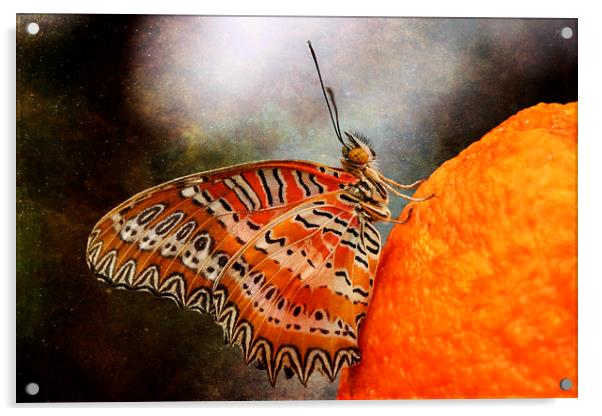 Malay Lacewing Butterfly Acrylic by Jackie Davies
