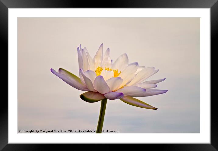 Water Lily in full bloom  Framed Mounted Print by Margaret Stanton