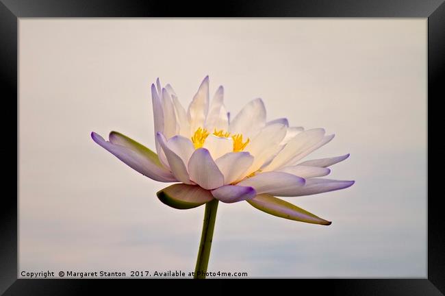 Water Lily in full bloom  Framed Print by Margaret Stanton