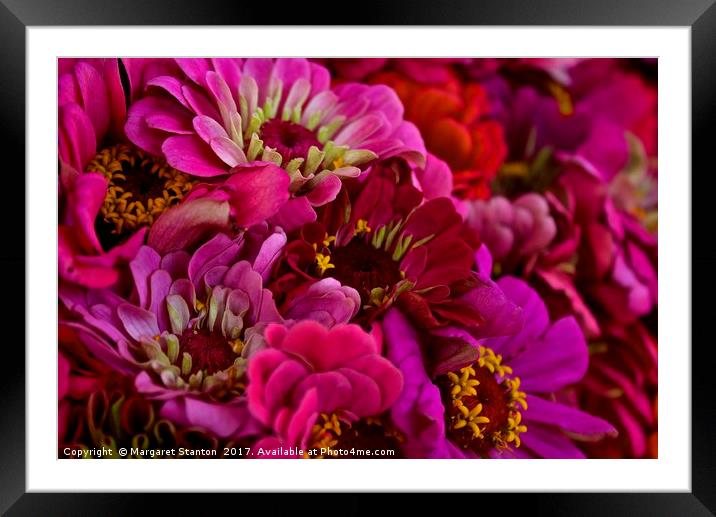 Zinnias galore   Framed Mounted Print by Margaret Stanton
