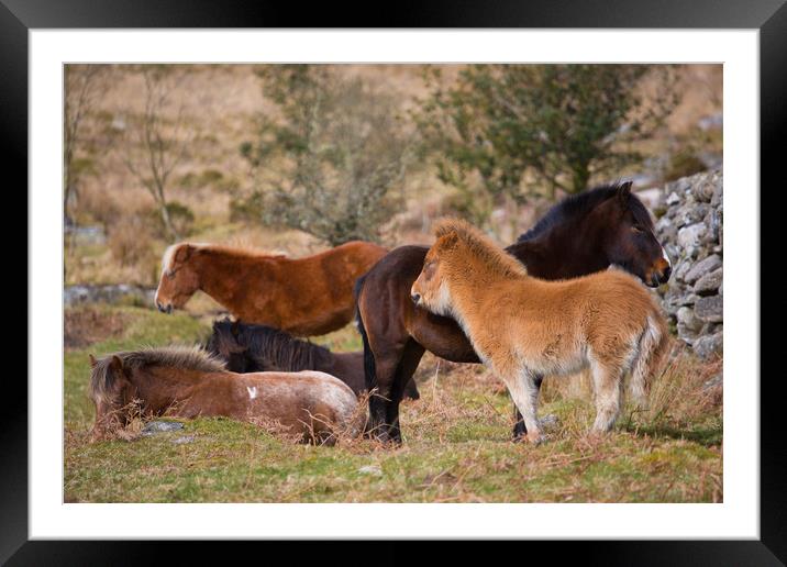 dartmoor ponies Framed Mounted Print by kevin murch