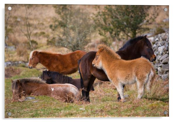 dartmoor ponies Acrylic by kevin murch