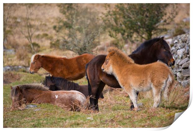 dartmoor ponies Print by kevin murch