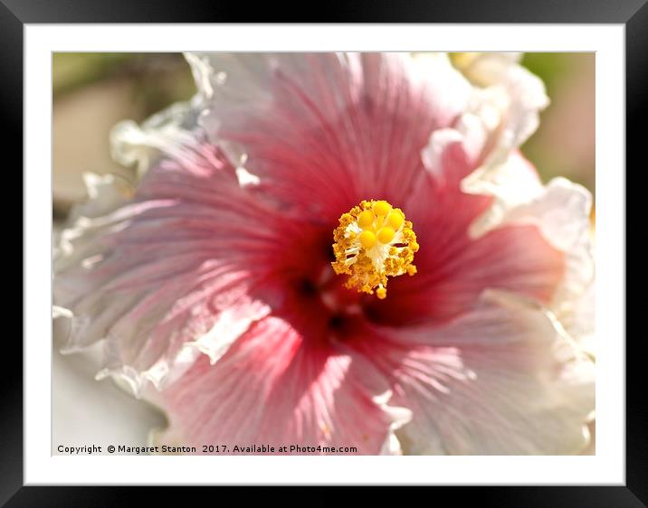 Hibiscus  Framed Mounted Print by Margaret Stanton
