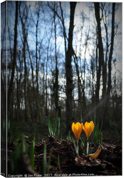 Let the Light shine on in spring Canvas Print by Jon Fixter