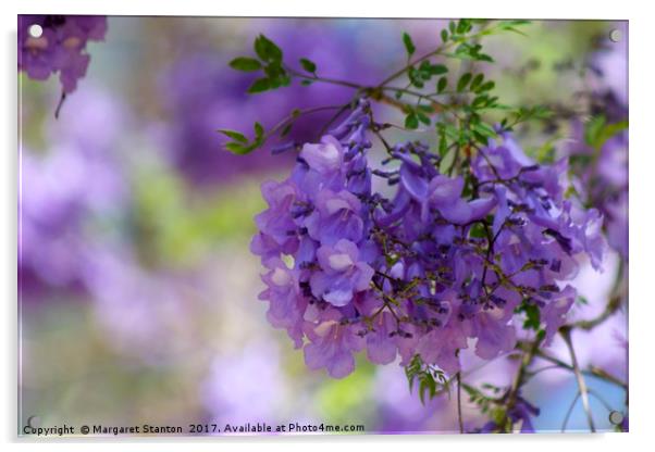 Jacaranda blooms  Acrylic by Margaret Stanton