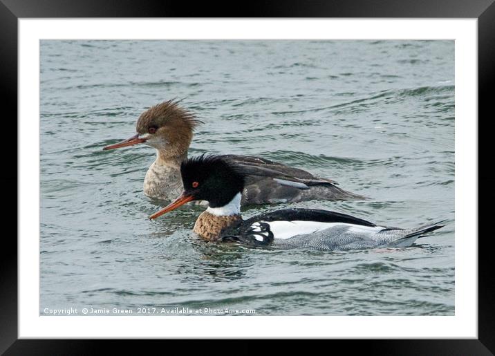 Red-breasted Mergansers Framed Mounted Print by Jamie Green