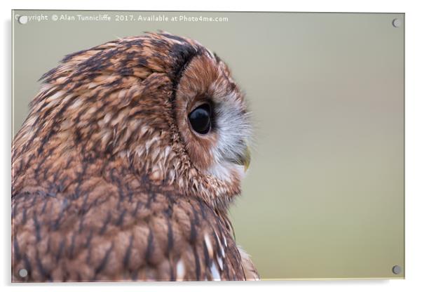 Tawny owl Acrylic by Alan Tunnicliffe