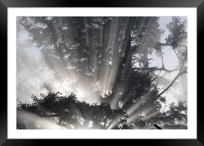 Little rays of sunshine Framed Mounted Print by Darryl Luscombe