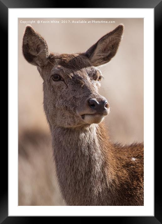 Deer close up Framed Mounted Print by Kevin White