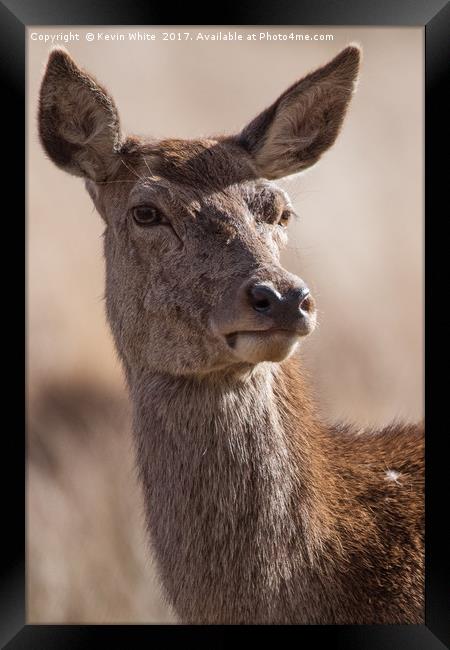 Deer close up Framed Print by Kevin White