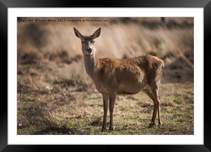 Young Deer Framed Mounted Print by Kevin White