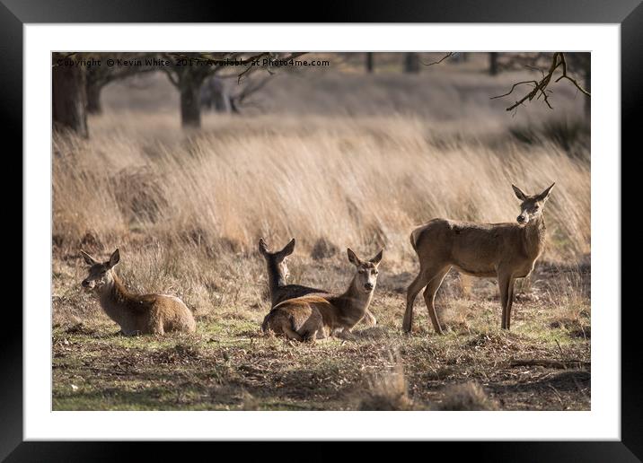 Deer  Framed Mounted Print by Kevin White