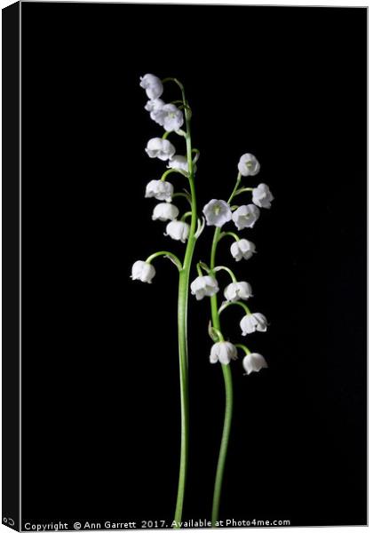 Lily of the Valley on Black 2 Canvas Print by Ann Garrett