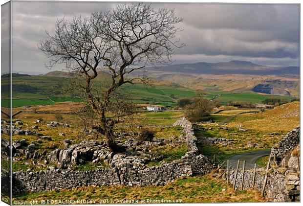 "Yorkshire Dales view across to the mountains of W Canvas Print by ROS RIDLEY